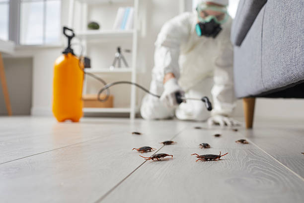 Commercial Kitchen Cockroach Control in Sulphur